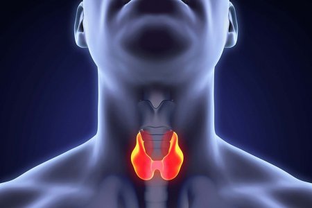 Опухоль щитовидной железы: признаки, с которыми нужно к врачу