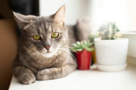Эксперты сообщили о лечебном влиянии кошек на человека